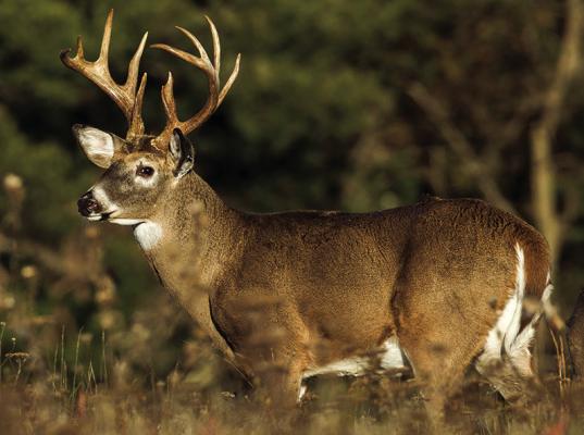 MDC announces deer and turkey dates