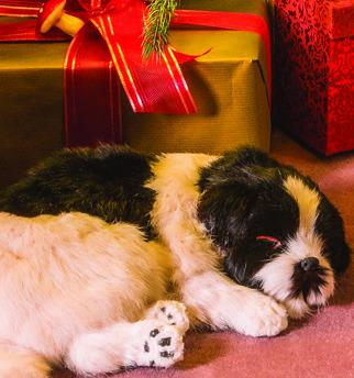Humane society talks pets as gifts and updates
