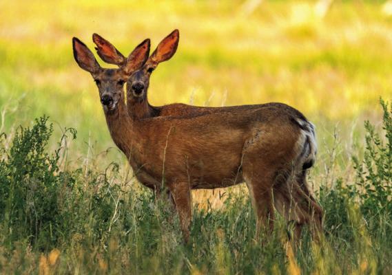 Chronic wasting disease documented in Clay and Ray counties