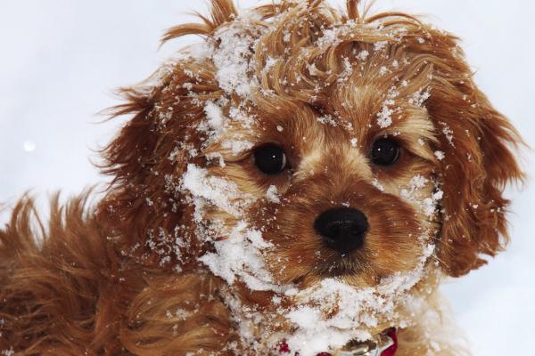 Pet owners will be held responsible