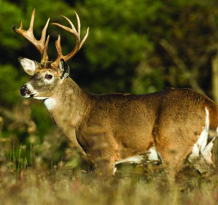 Deer season opens this weekend