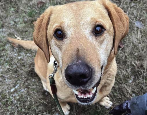 HUNTER, A YELLOW lab, partakes in the Humane Society of Ray County and sheriff’s department animal program. SOPHIA BALES | Staff