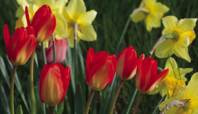 Care of spring bulbs after flowering