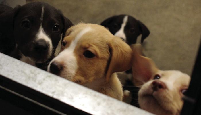 PUPPIES YEARN for attention. SOPHIA BALES | Staff