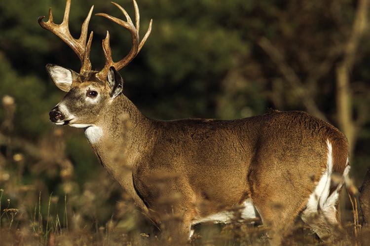 MDC announces deer and turkey dates