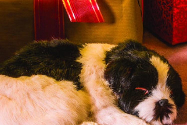Humane society talks pets as gifts and updates