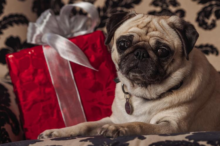 Go ‘mutts’ for these pet gifts
