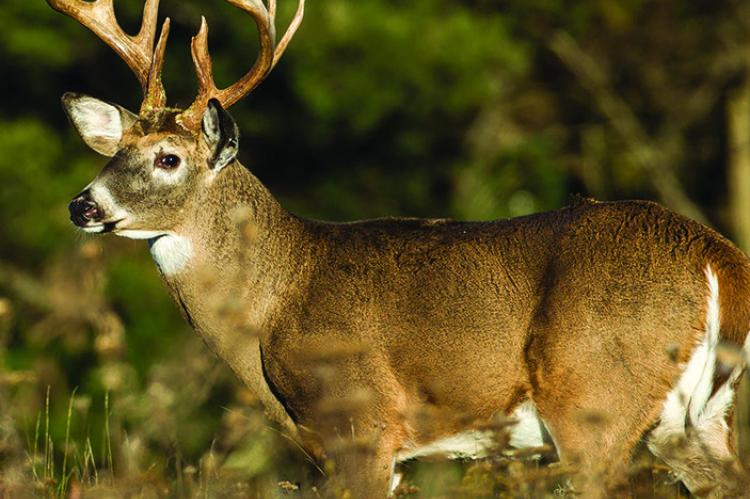 Deer season opens this weekend