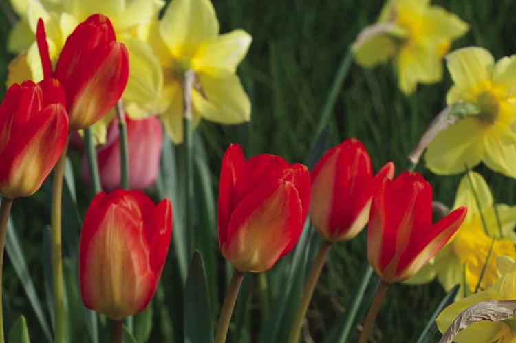 Care of spring bulbs after flowering