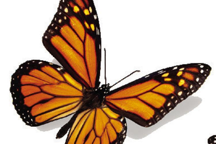 Local backyard becomes haven for butterflies