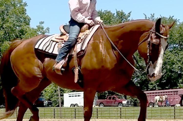 EMMA CRAWFORD guides A Fancy Impression over wooden poles. JOSHUA BRUNGARDT | Staff