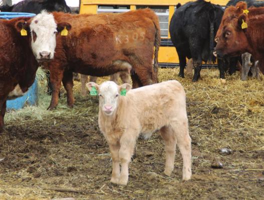 CALVING SEASON can bring in cute calves, but there are risks.