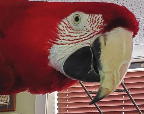 ABBY, a green-winged macaw, is a rescue animal that greets guests at Bark Bargains, a thrift shop at 112 S. College St., Richmond. JANIS KINCAID | Submission