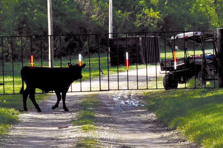 RECENTLY, A 900-POUND cow traveled 8 miles to the streets of Richmond. Citizens and law enforcement spent nearly 45 minutes chasing her. After she was caught, she was held at the pens at the Ray County Fairgrounds until the owner could pick her up. KAITLYN RIDDLE | Staff