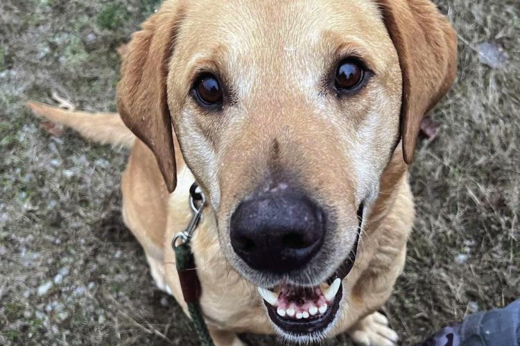HUNTER, A YELLOW lab, partakes in the Humane Society of Ray County and sheriff’s department animal program. SOPHIA BALES | Staff