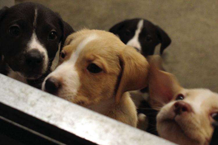 PUPPIES YEARN for attention. SOPHIA BALES | Staff