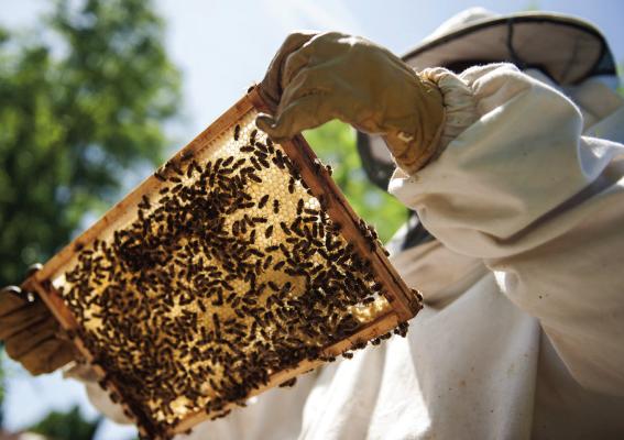 Heroes to Hives registration