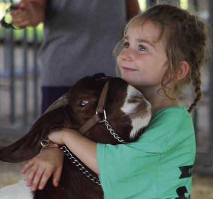 HUNTLEIGH WOLLARD steadies her goat before showing during the Ray County Fair. SHARON DONAT | Staff