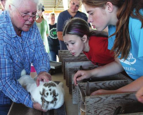 TO ASSIST youngsters in raising rabbits by giving them an understanding of what judges look for in the the rabbit’s fur and body, judge Sharon Stephen gives an up-close evaluation during the 2019 Ray County Fair. Rabbits that do well at the county level are typically in a position to move on to the Missouri State Fair, but due to a disease – one that affects rabbits, not people – the state will not have a rabbit show this year. J.C VENTIMIGLIA | Staff