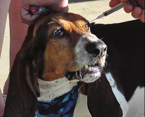 A BASSET HOUND, Champ, looks around while waiting to be vaccinated at the Wiggly Field shelter house. SHAWN RONEY | Staff