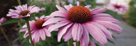 PURPLE CONEFLOWERS, pictured above, are one of many native wildflowers that can add to your home garden or landscape.