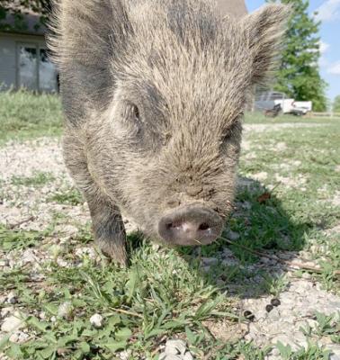 THIS PIG is among the many animals the Florez family has on its farm.