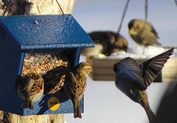 AFTER THE STORM passes, a vibrant array of birds gather to feast, filling the landscape with life and color. Birds are warm-blooded and cope with the cold by putting on fat for insulation and to use as energy when food is hard to find. SHARON DONAT | Staff