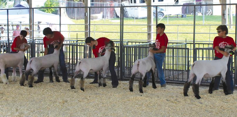 PARTICIPANTS LINE up their sheep for judging.