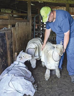 WYATT WIERZBICKI tends to his sheep during a Supervised Agricultural Experiences (SAE). Submitted