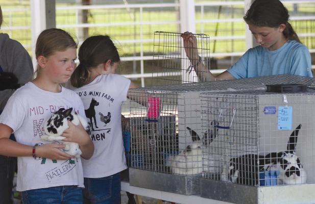 CARLEE (FROM LEFT), Carmen and Caroline Littlewood prepare their rabbits between the different SOPHIA BALES | Staff