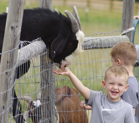 TUCKER HAMM was excited about feeding the goats. SHARON DONAT | Staff