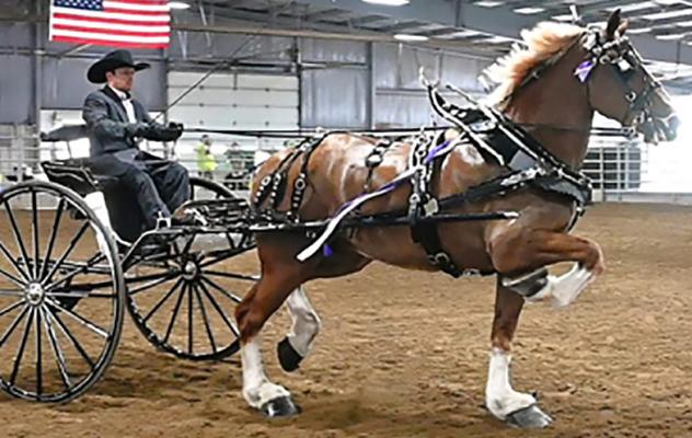COLE LEAKY competes in a cart class with one of the family’s Belgian draft horses during a recent show. Submitted