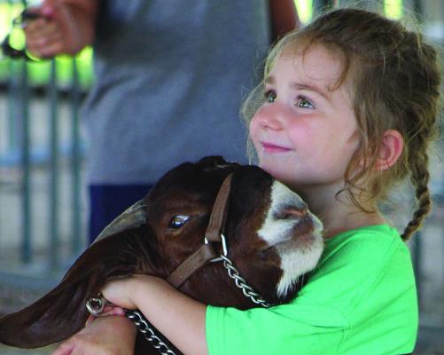 HUNTLEIGH WOLLARD steadies her goat before showing during the Ray County Fair. SHARON DONAT | Staff
