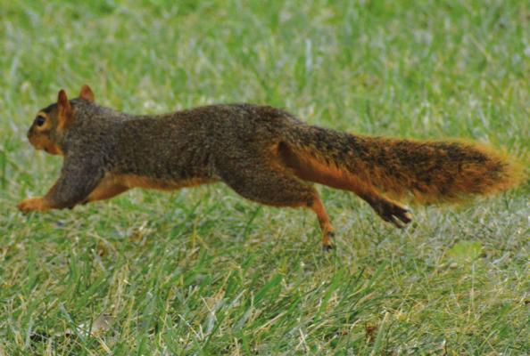 THIS SQUIRREL, bolting away from the camera, helps make a golf course visit memorable. SHAWN RONEY | Staff