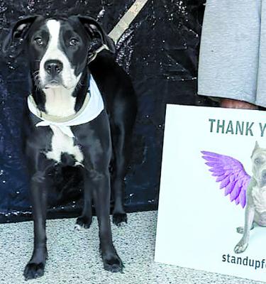 NOVA IS READY to receive her free spay surgery during Operation Snip ’Em’s October clinic. | Submitted