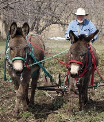 JEFF MCFADDEN and his donkeys move through the day together, blending work, travel and routine. SHARON DONAT | Staff