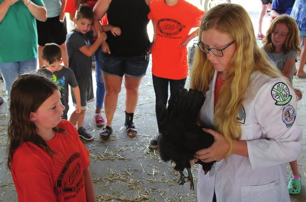AT THE POULTRY competition during the Ray County Fair, Sloane Black, 9, listens as the judge, Jasmine Gates, 15, examines a black jersey giant. A member of the Clever Clovers 4-H Club in Wood Heights, Black receives two blue ribbons in the standard breeds-pullets class. J.C. VENTIMIGLIA | Staff