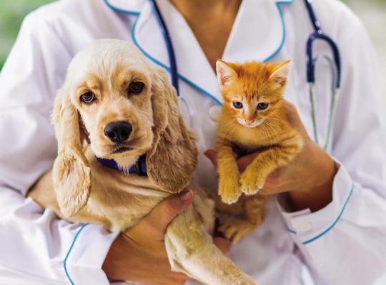 Benefits of spaying, neutering shared
