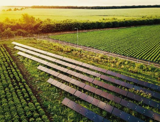 AGRIVOLTAICS SOLAR PANELS installed above a field of mixed native plants. AGRIVOLTAICS | Submitted