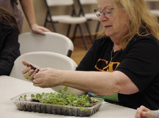 SPECIAL NEEDS SERVICES Executive Director Suzan Breen separates seedlings during a workshop focused on cold-weather planting and early-season garden preparation. SHARON DONAT | Staff