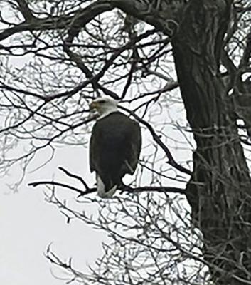 A BALD EAGLE has been seen at Ray County Lake. GREGG WOLF | Submitted