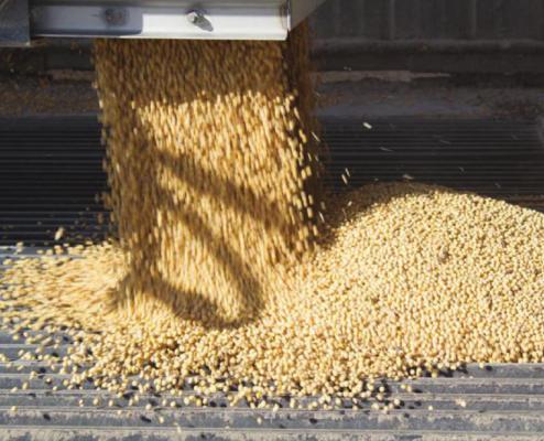 SOYBEANS and corn are expected to have strong harvests but lower prices this year, USDA’s most recent global outlook shows. AMY MAYER | Harvest Public Media