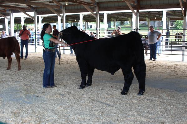 Beef Show 2025