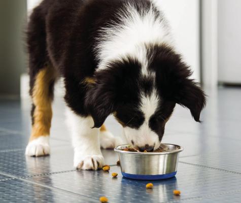 Dickson helps keep pets, families together