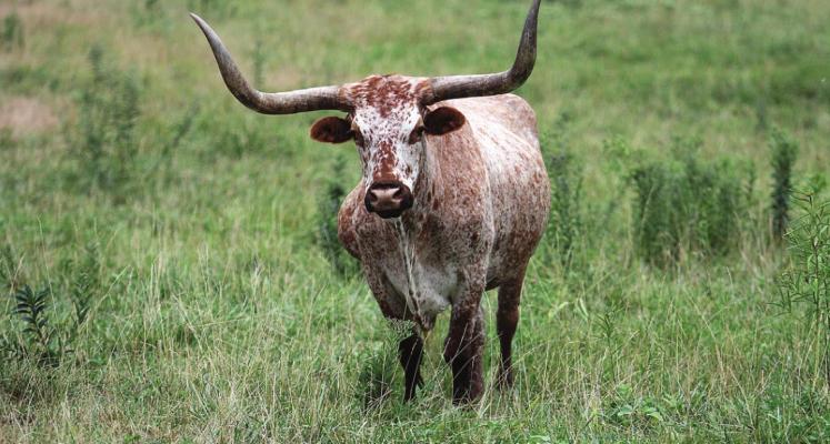 RANCHERS and farmers are not getting the prices they expect normally. J.C. VENTIMIGLIA | Staff