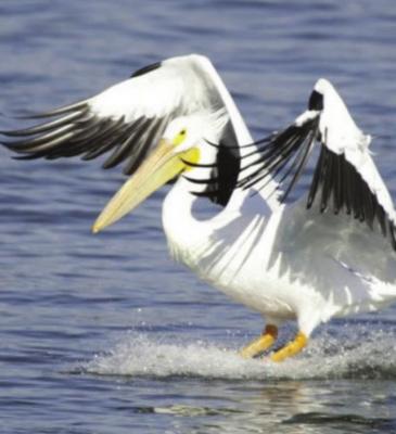 A RESIDENT finds a pelican like this one acting odd near a Clay County pond, euthanizes the bird, and subsequent testing reveals the bird suffers from avian influenza, also called bird flu.