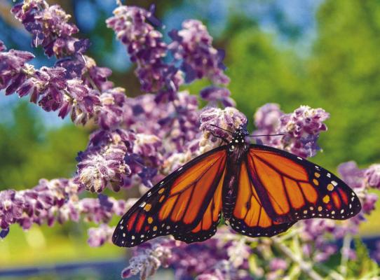 Missouri’s path to protect pollinators