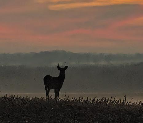 A DEER NAVIGATES a harvested field in rural Ray County during the final moments of daylight under a calm winter sky. DESI ESCRIVA | Submitted