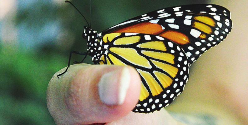AFTER EMERGING from a cocoon, this monarch butterfly is held by Kristen Wood. TARA ALTIS | Staff affiliate