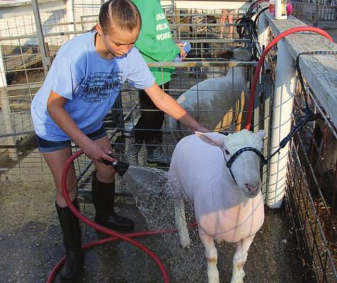 JUDGES WANT to evaluate clean animals, so Payton Heman, 10, applies plenty of soap and water.